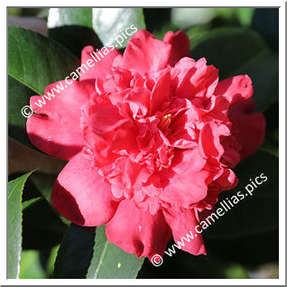 Camellia Japonica 'Prince of Orange'