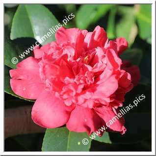 Camellia Japonica 'Prince of Orange'