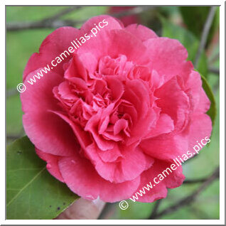 Camellia Japonica 'Prince Troubetzkoy'