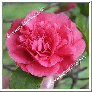 Camellia Japonica 'Prince Troubetzkoy'