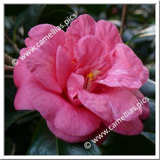 Camellia Japonica 'Princess Lavender'