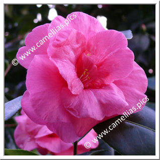 Camellia Japonica 'Princess Lavender'