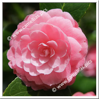 Camellia Japonica 'Princess Margaret'