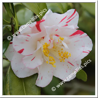 Camellia Japonica 'Purinsesu Masako'