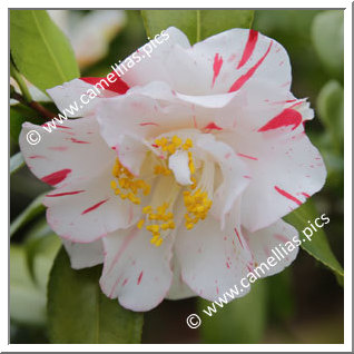 Camellia Japonica 'Purinsesu Masako'