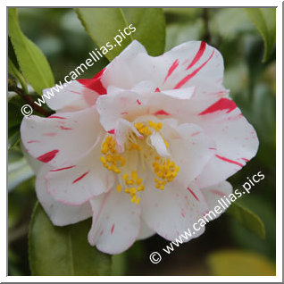 Camellia Japonica 'Purinsesu Masako'