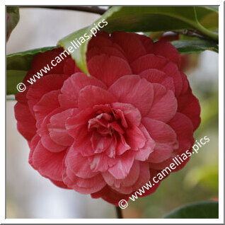 Camellia Japonica 'Princesse Baciocchi'