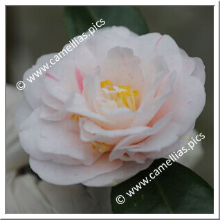 Camellia Japonica 'Princeza das Camellias'