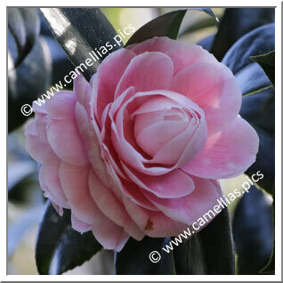 Camellia Japonica 'Principessa Aldobrandini'