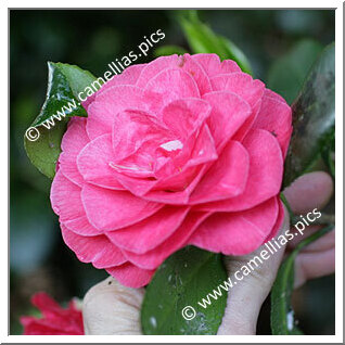 Camellia Japonica 'Principessa Clotilde Rose'