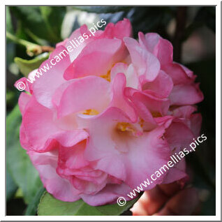 Camellia Japonica 'Professor Klaus Peper'