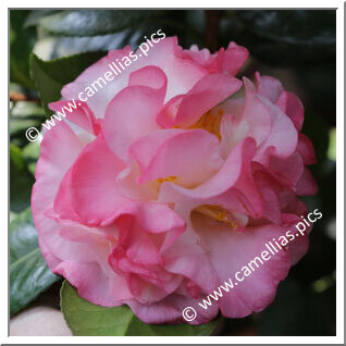 Camellia Japonica 'Professor Klaus Peper'