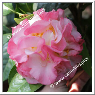 Camellia Japonica 'Professor Klaus Peper'