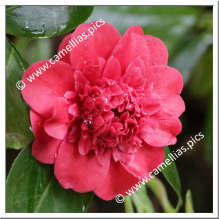 Camellia Japonica 'Professor Sargent'