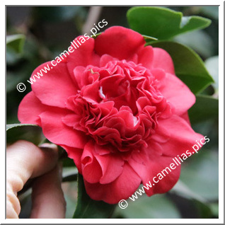 Camellia Japonica 'Professor Sargent'