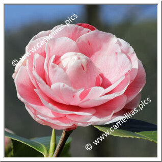 Camellia Japonica 'Professore Filippo Parlatore'