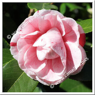 Camellia Japonica 'Professore Filippo Parlatore'