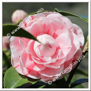 Camellia Japonica 'Professore Filippo Parlatore'