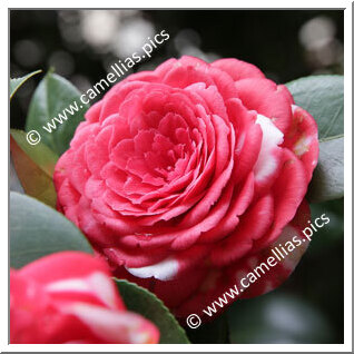 Camellia Japonica 'Professore Giovanni Santarelli '