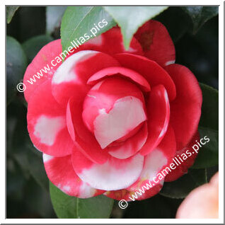 Camellia Japonica 'Professore Giovanni Santarelli '