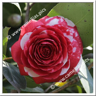 Camellia Japonica 'Professore Giovanni Santarelli '