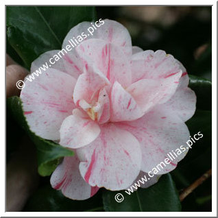 Camellia Japonica 'Prosper Vial'