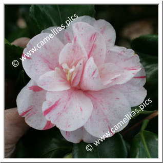 Camellia Japonica 'Prosper Vial'