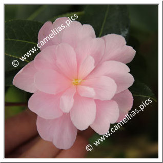 Camellia Hybrid 'Prudence'