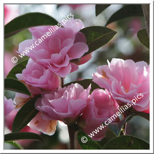 Camellia Hybrid 'Prudence'