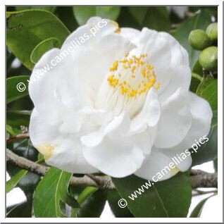 Camellia Japonica 'Pukekura'