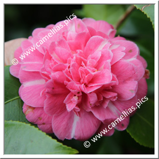 Camellia Japonica 'Pulcherrima Striata'