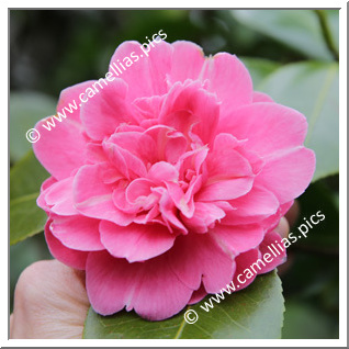 Camellia Japonica 'Pulcherrima Striata'