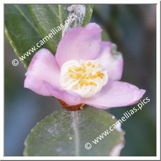 Camellia Species 'C. puniceiflora'