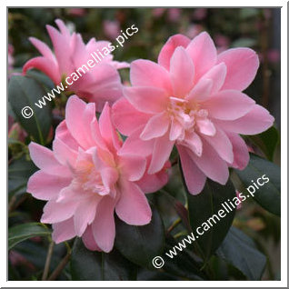 Camellia Hybride C.x williamsii 'Derc'hel soñj eus PY Tremel'