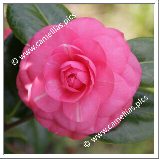 Camellia Japonica 'Qiqiao'