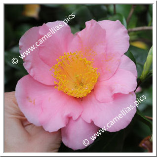 Camellia Japonica 'Que Será Será'