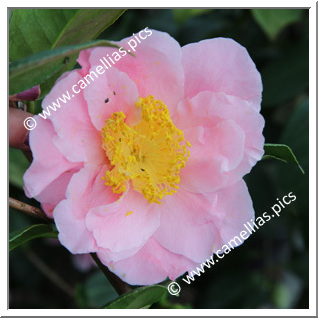 Camellia Japonica 'Que Será Será'