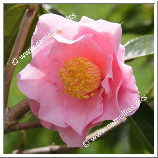 Camellia Hybrid 'Queen Bee '