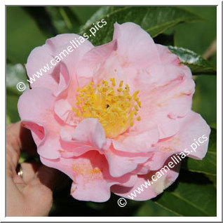 Camellia Hybride 'Queen Bee '