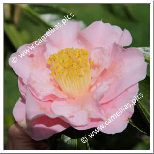 Camellia Hybride 'Queen Bee '