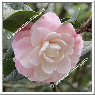 Camellia Japonica 'Queen Diana'