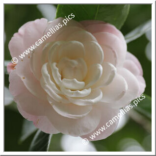 Camellia Japonica 'Queen Diana'