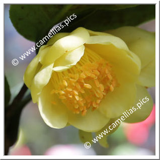 Camellia Species C. quephongensis