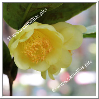 Camellia Species 'C. quephongensis'