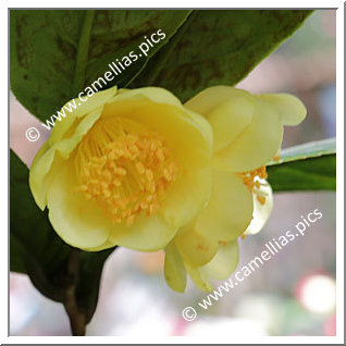 Camellia Species 'C. quephongensis'