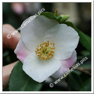 Camellia Hybrid 'Quintessence'