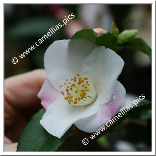 Camellia Hybride 'Quintessence'