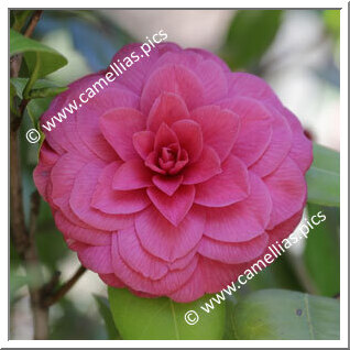 Camellia Japonica 'Rachele Odero'