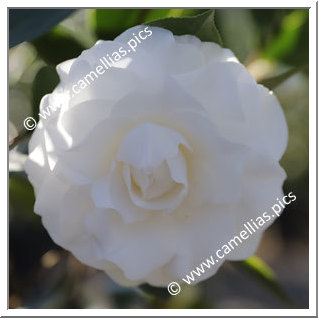 Camellia Japonica 'Ragland Supreme'