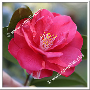 Camellia Japonica 'Rainy Sun'